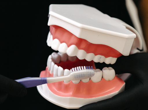 Модель зубочелюстного аппарата